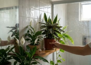 As plantas que ajudam a combater a umidade e deixam o banheiro mais bonito