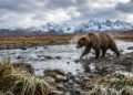 Alasca selvagem mostra a força dos animais que dominam florestas, oceanos e montanhas