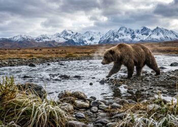 Alasca selvagem mostra a força dos animais que dominam florestas, oceanos e montanhas