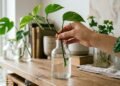 Como cultivar plantas de interior na água para decorar a casa no inverno