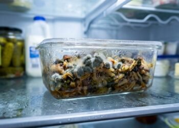 Especialistas ensinam a armazenar comida sem criar ninhos de bactérias