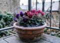 As melhores plantas para o inverno que suportam frio extremo e florescem mesmo nas estações mais geladas do ano