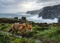 Entre falésias, rios e tempestades, estes animais dominam a natureza mais bruta da Irlanda