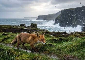 Entre falésias, rios e tempestades, estes animais dominam a natureza mais bruta da Irlanda