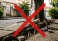 As espécies de árvores mais seguras para plantar na calçada sem risco de levantar piso ou causar prejuízos