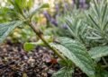 Como plantas aromáticas podem criar uma barreira natural contra carrapatos no jardim