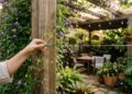 A planta favorita dos paisagistas para deixar pergolados floridos, frescos e perfumados