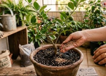 Como fazer o limoeiro explodir de frutos com apenas um copo