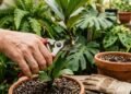 O erro mais comum na poda de inverno que pode prejudicar suas plantas