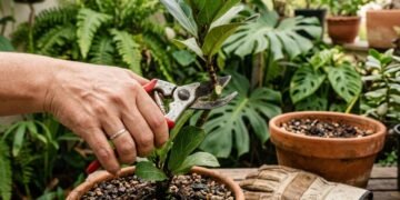 O erro mais comum na poda de inverno que pode prejudicar suas plantas