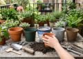 O tamanho importa? Veja como escolher o vaso ideal para suas plantas