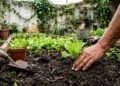 O que plantar no início do inverno e garantir uma horta produtiva de vegetais em casa