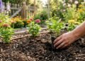 3 plantas que parecem combinar com flores coloridas, mas podem prejudicar seu jardim