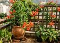 A trepadeira trombeta é perfeita para vasos e atrai beija-flores com suas flores vibrantes