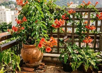 A trepadeira trombeta é perfeita para vasos e atrai beija-flores com suas flores vibrantes
