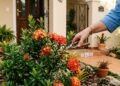 O arbusto que transforma a fachada da casa com flores coloridas o ano inteiro