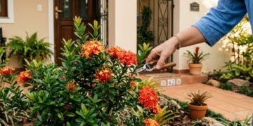 O arbusto que transforma a fachada da casa com flores coloridas o ano inteiro