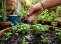 O método natural com arroz que está salvando hortas e jardins das formigas invasoras