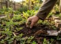 Como escolher as melhores plantas para cobertura de solo e evitar ervas daninhas no jardim