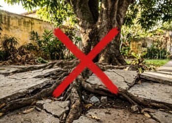 A árvore que vai transformar a sua fachada de casa sem destruir sua calçada