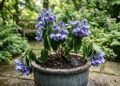 Como salvar hortênsia murcha após o transplante no jardim