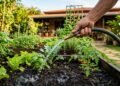 O horário certo para regar plantas e deixar o jardim mais bonito e saudável