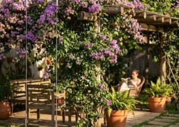 A trepadeira perfumada que transforma qualquer pergolado em um refúgio florido e colorido