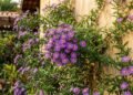 A planta que cresce em muros e deixa o jardim cheio de cores e joaninhas