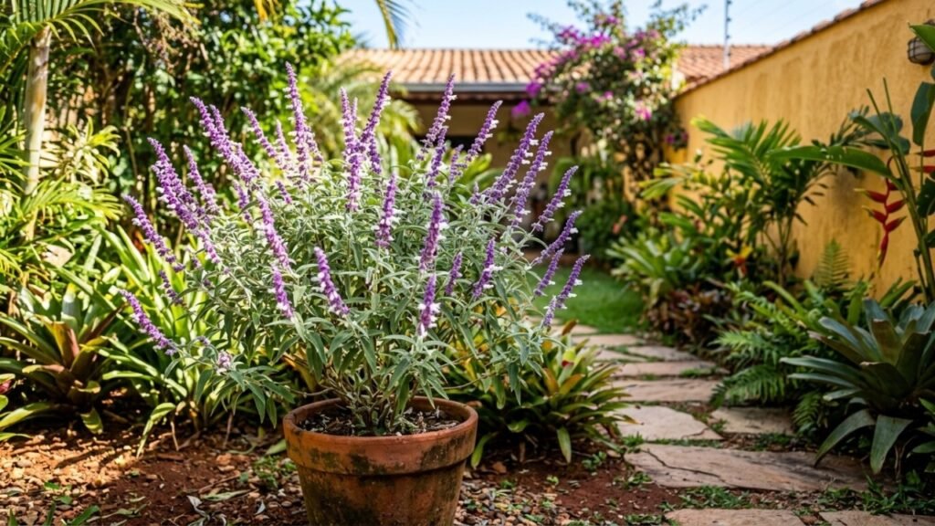 A planta de flores roxas que atrai beija-flores, transforma jardins e pode se adaptar bem ao clima brasileiro