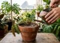 Este erro comum nas plantas de interior faz a terra rejeitar água, mas a solução é mais simples do que parece