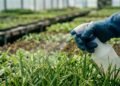 Os alimentos do dia a dia que mais possuem pesticidas