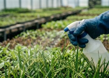 Os alimentos do dia a dia que mais possuem pesticidas