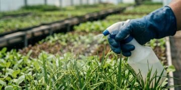 Os alimentos do dia a dia que mais possuem pesticidas