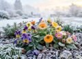Quais são as 3 flores que sobrevivem ao inverno e mantêm seu jardim colorido