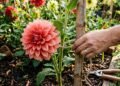 Jardineiros experientes estão usando este método para aumentar as flores das dálias