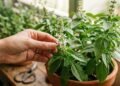 O manjericão abriu flor? A importante manutenção para não perder esse tempero da sua horta
