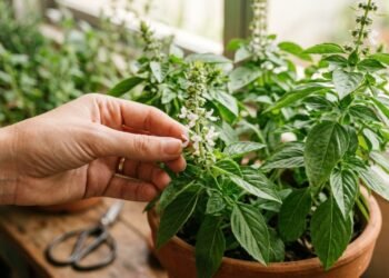 O manjericão abriu flor? A importante manutenção para não perder esse tempero da sua horta