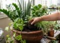 As plantas que ficam perfeitas juntas no mesmo vaso e transformam qualquer ambiente