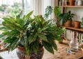 Como propagar uma Aglaonema: 2 métodos fáceis para multiplicar rapidamente esta planta exuberante