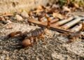 Infestação de escorpiões: por que eles aparecem em sua casa e as 3 plantas que ajudam a mantê-los afastados
