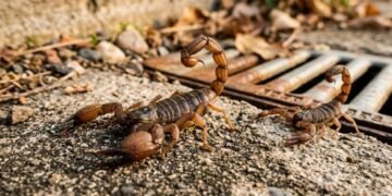 Infestação de escorpiões: por que eles aparecem em sua casa e as 3 plantas que ajudam a mantê-los afastados