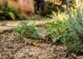As plantas que afastam escorpiões e criam uma barreira natural de proteção no jardim
