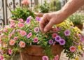 Como cultivar calibrachoa na varanda para ter flores o ano todo