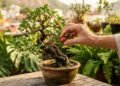A técnica japonesa surpreendente que permite colher frutas em árvores minúsculas dentro de casa