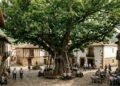 A maior árvore da Espanha tem 400 anos e consegue cobrir uma vila inteira