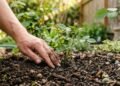 Como plantar rosas no jardim de forma simples e eficiente