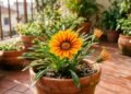 A flor africana que aguenta sol e vento e ainda ilumina sua varanda