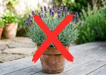 O que está substituindo a lavanda no paisagismo moderno e quais são as novas tendências