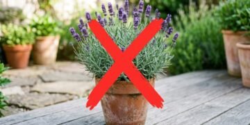 O que está substituindo a lavanda no paisagismo moderno e quais são as novas tendências