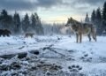 Predadores da Europa mostram força, silêncio e estratégia para sobreviver ao inverno severo